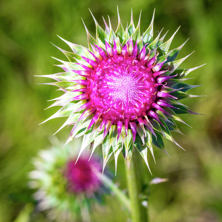 Blooming Thistle 4 by Michael Chatt Blooming Thistle 4 by Michael Chatt