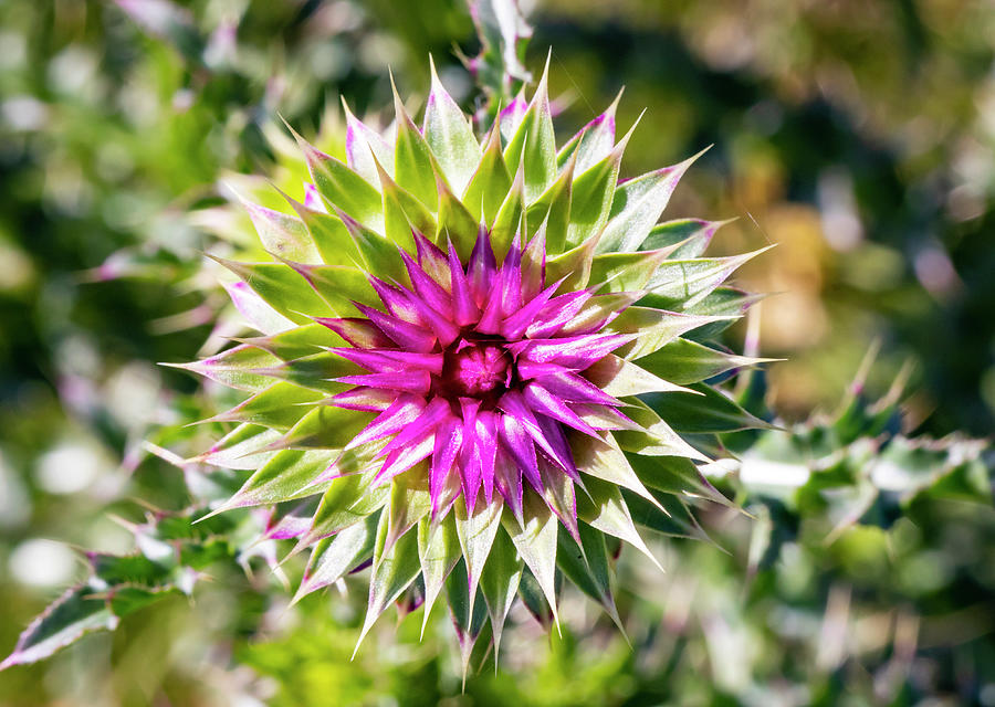 Blooming Thistle by Michael Chatt Blooming Thistle by Michael Chatt