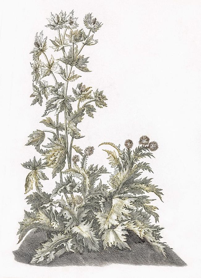 Blooming Thistles By Johan Teyler  1648-1709 Painting