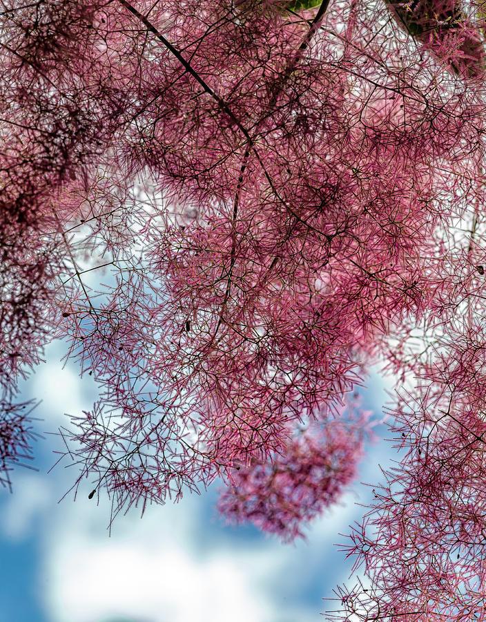 Blooming Trees -  cotinus coggygria scop. Photograph by Robert Ullmann