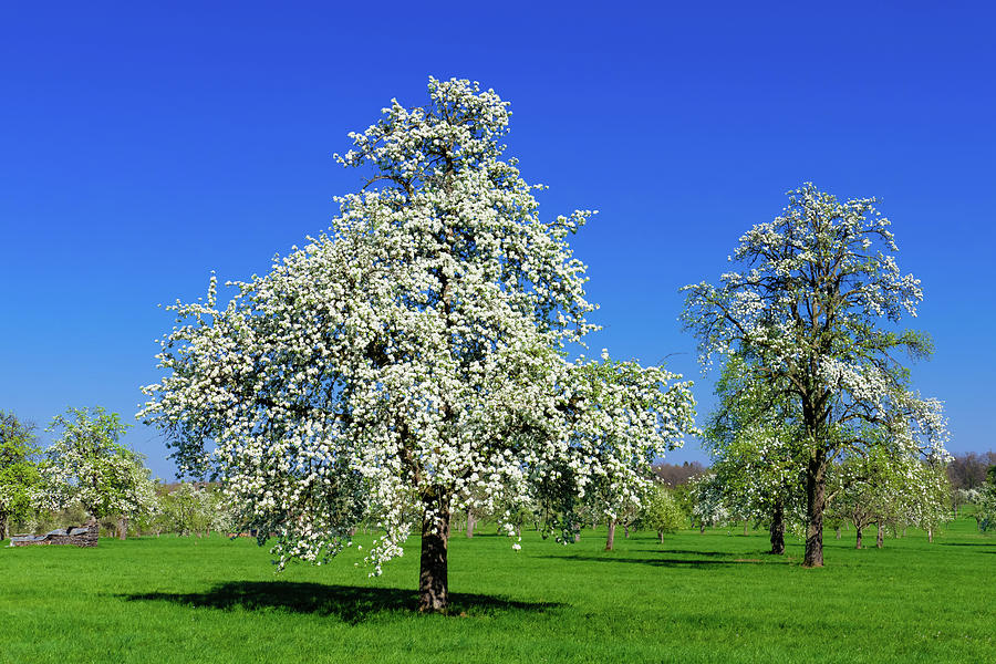 Blooming Trees In Spring Photograph