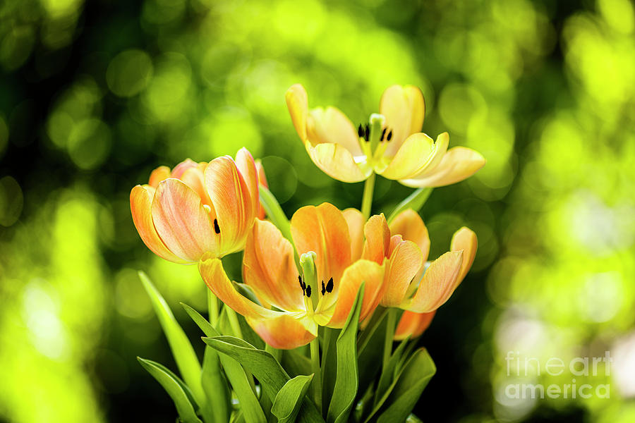 Blooming Tulip Flower #5 Photograph by Raul Rodriguez