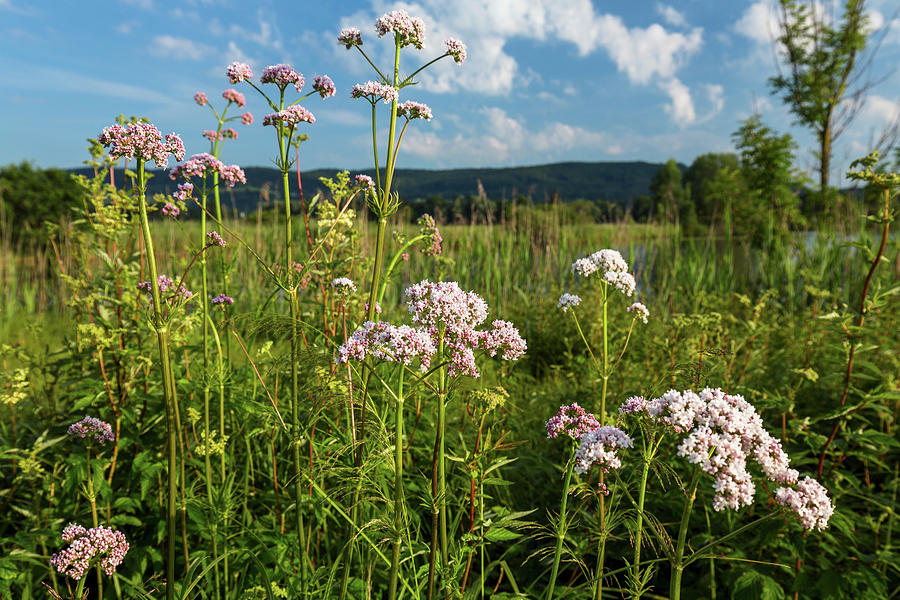 Blooming Valerian In The Natural Habitat Photograph by Konrad Wothe