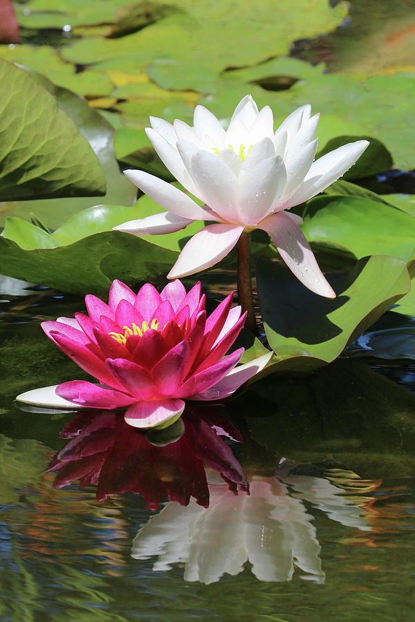 Blooming Water Lilies In The Garden Pond Photograph by Domingo Vazquez