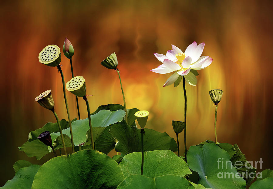 Blooming White Lotus Flower Photograph by Gabriele Pomykaj