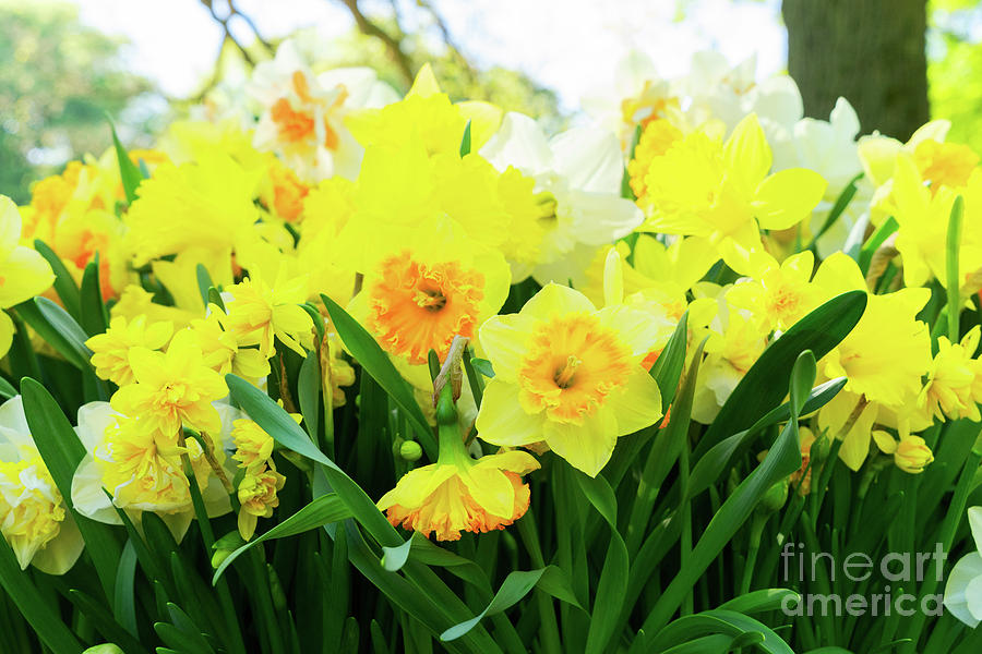 Blooming Yelow Daffodils Photograph by Anastasy Yarmolovich