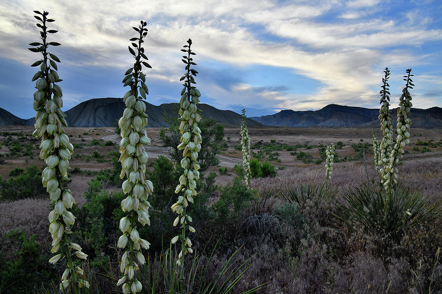 Blooming Yucca Silhouetted against Beautiful Evening Clouds Photograph by Ray Mathis