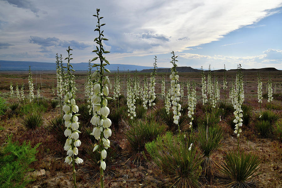 Blooming Yuccas in Book Cliffs of Colorado Photograph by Ray Mathis