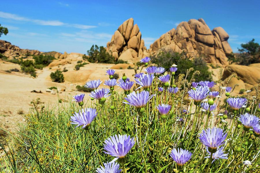 Blooms at Joshua Tree Jumbo Rocks Photograph by Marisa Geraghty Photography