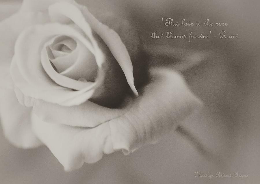 Blooms Forever Photograph by The Art Of Marilyn Ridoutt-Greene