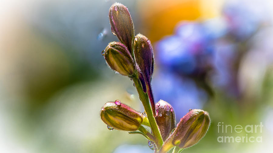 Bloom Photograph - Blooms To Come by Stan Townsend Bloom Photograph - Blooms To Come by Stan Townsend