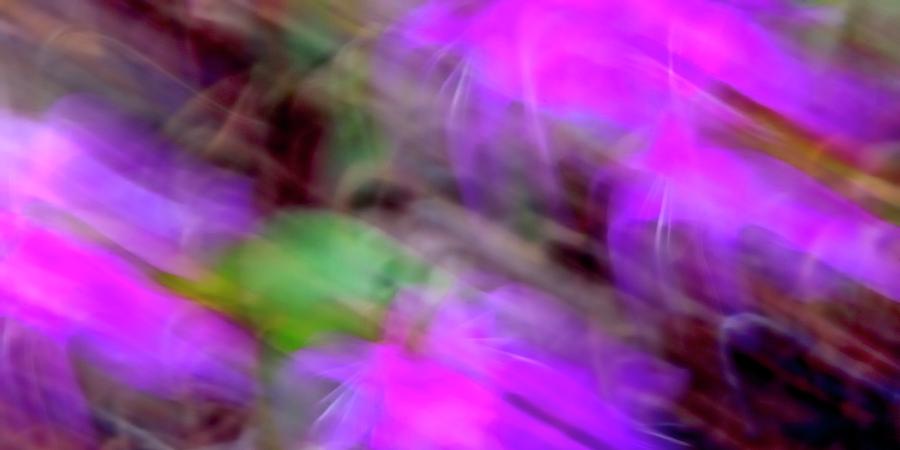 Blossom Abstract Photograph by Jerry Sodorff