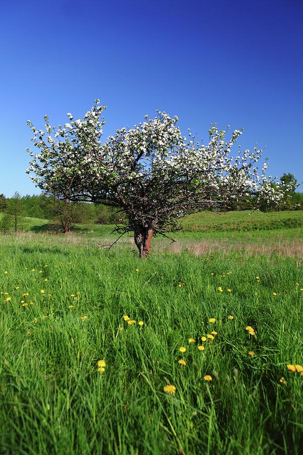 Blossom Apple Tree In The Field Photograph by Michal Mrowiec