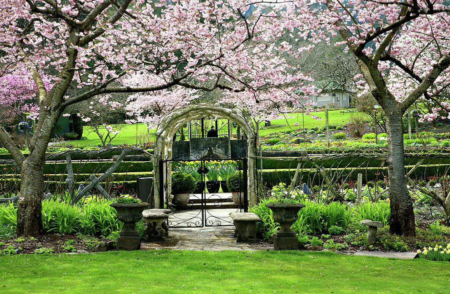 Blossom Arbour Photograph by Constantgardener