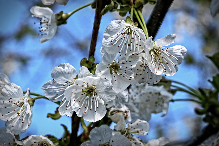 Blossom close up Photograph by Martin Smith