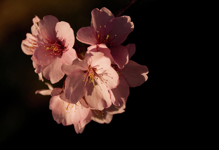 Blossom Photograph by Daniel Brim