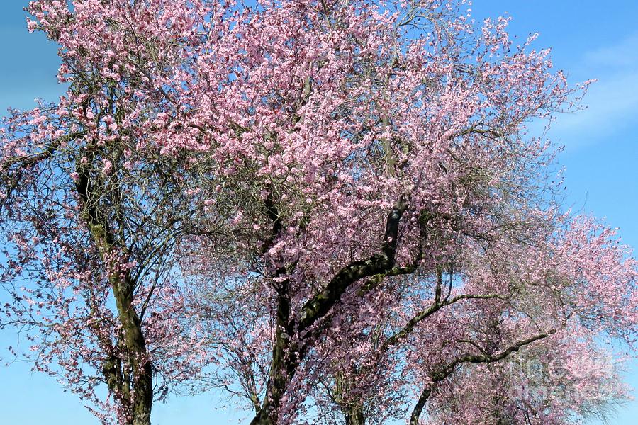 Pink delight by Frank Townsley Pink delight by Frank Townsley