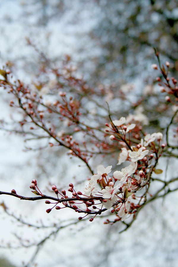 Blossom In Spring Photograph by Red Sky