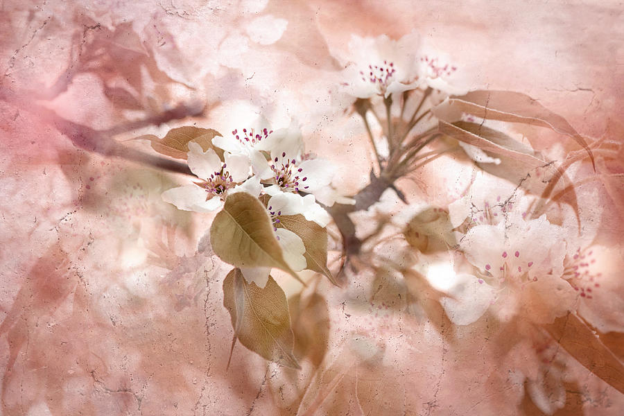 Flower Photograph - Blossom by Jacky Parker