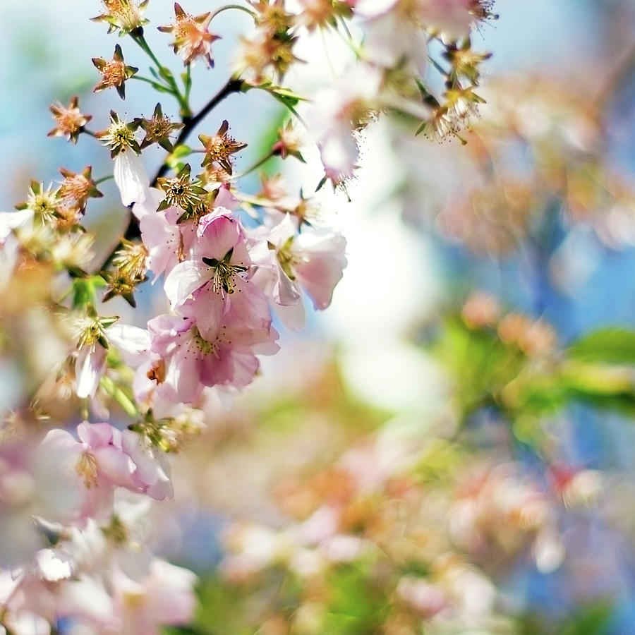 Blossom Photograph by Janusz Ziob