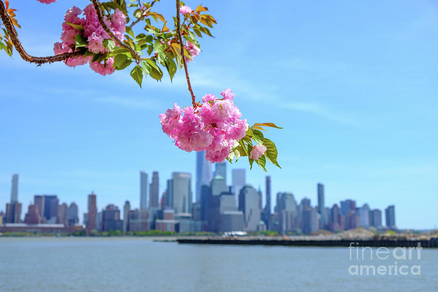 Blossom NYC Photograph by Len Tauro