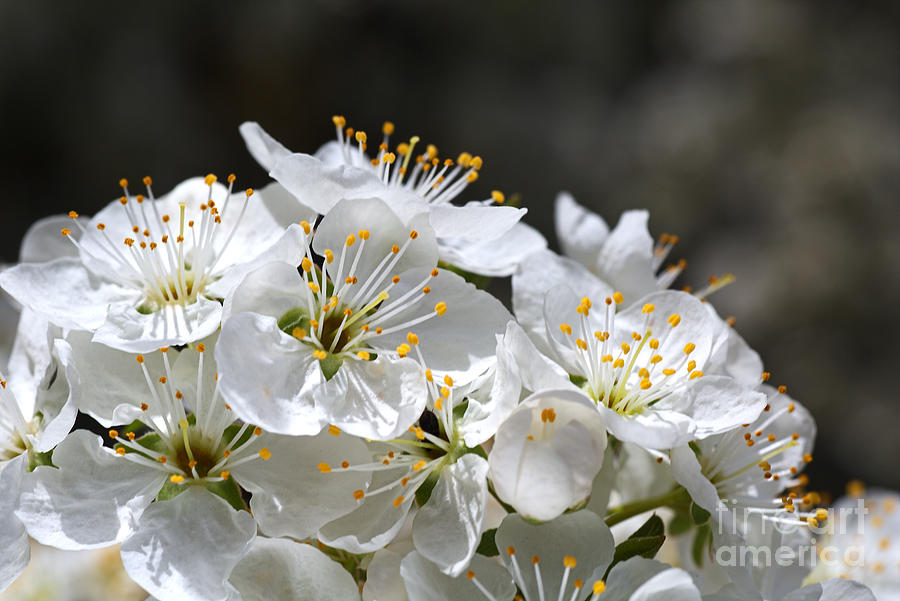 Blossom Love Photograph by Joy Watson