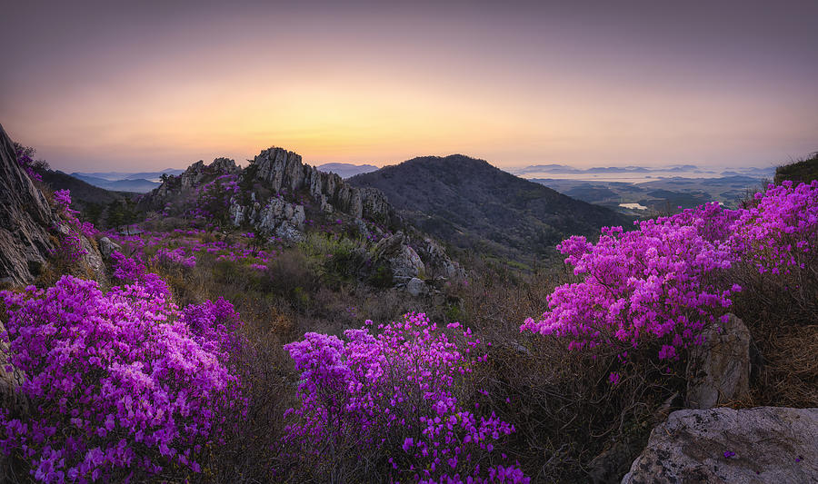 Blossom On The Mountain Top Photograph by Tiger Seo