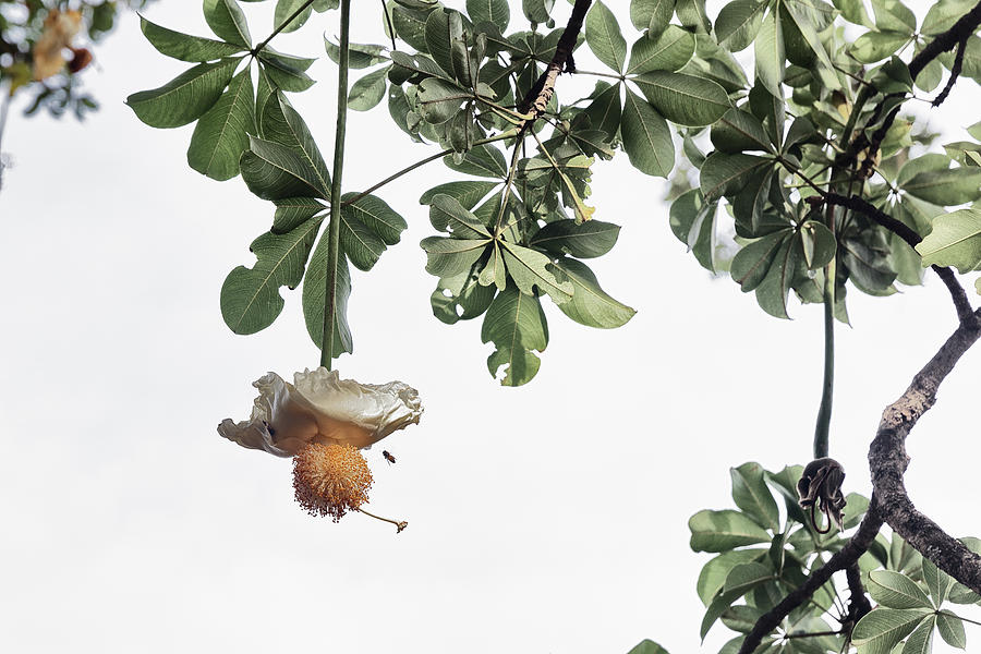 Nature Digital Art - Blossom On Tree, Fogo, Cape Verde, Africa by Aziz Ary Neto