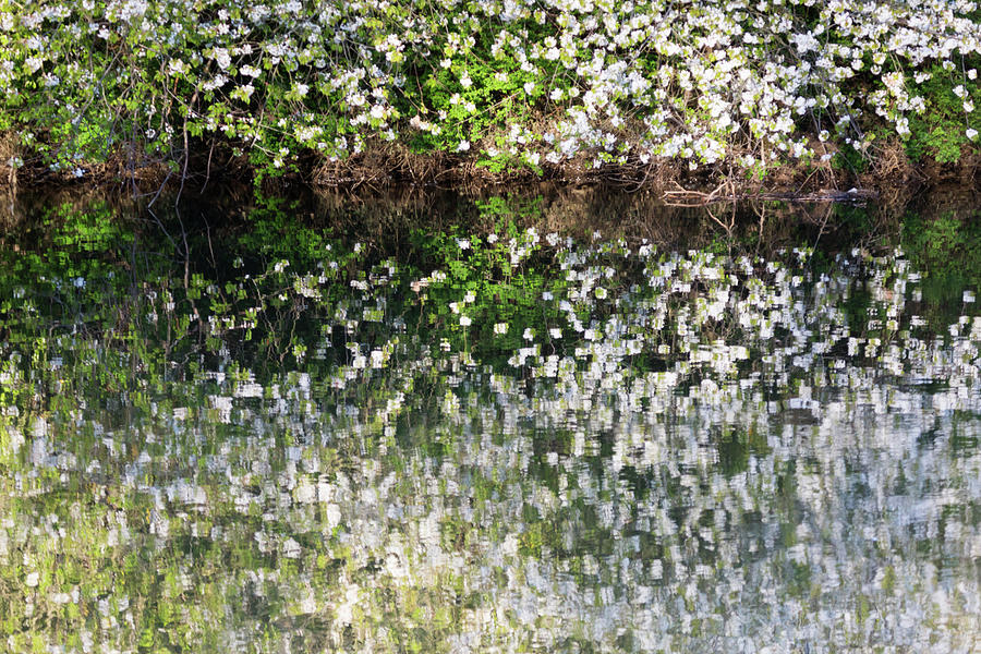 Blossom reflections in a river in Spring Photograph by Anita Nicholson