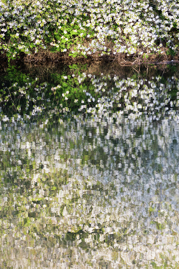 Blossom Reflections In A River In Spring - portrait Photograph by Anita Nicholson