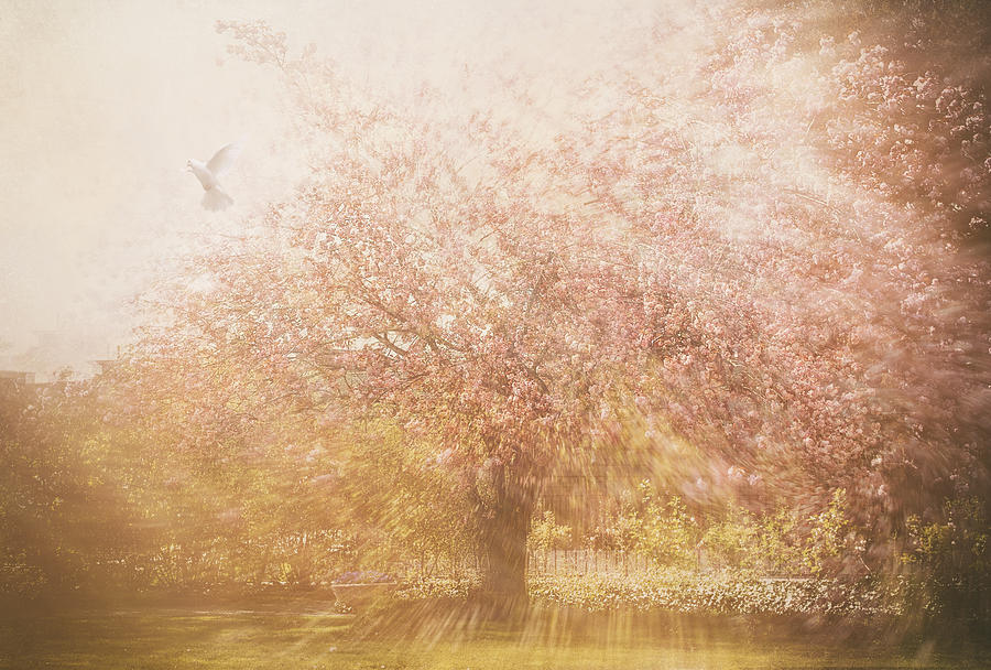 Blossom Tree Photograph by Ellen Van Deelen