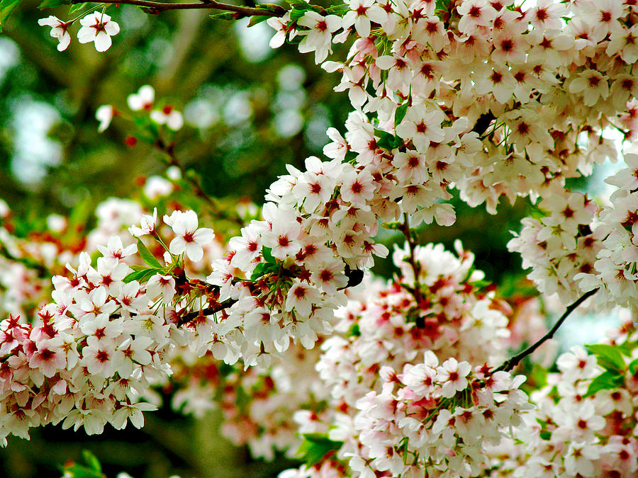 Blossom tree by Luc Van de Steeg Blossom tree by Luc Van de Steeg