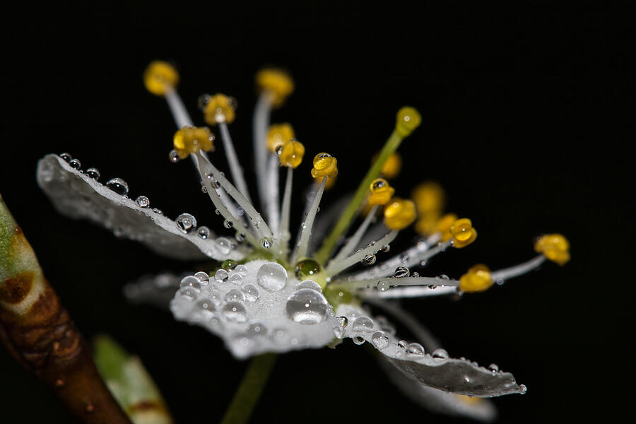 Blossom With Drops Photograph by Anne Ponsen