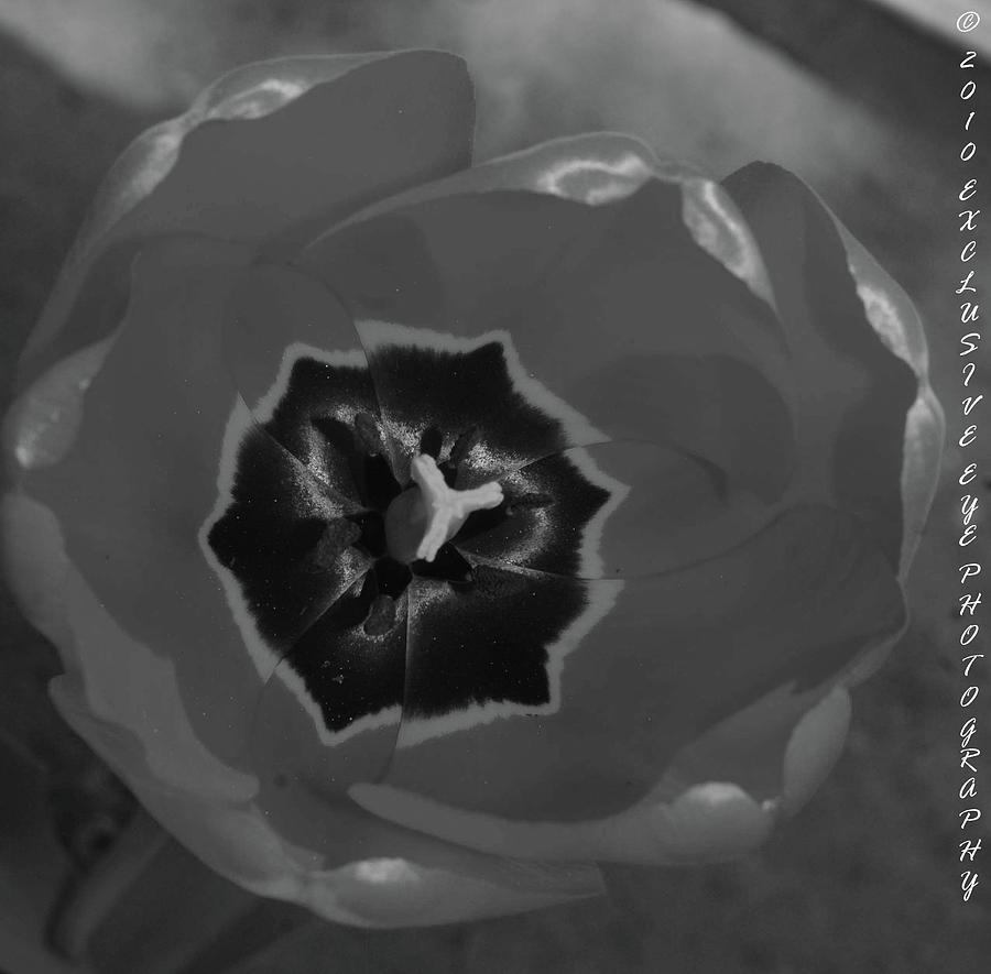 Blossomed Tulip Photograph