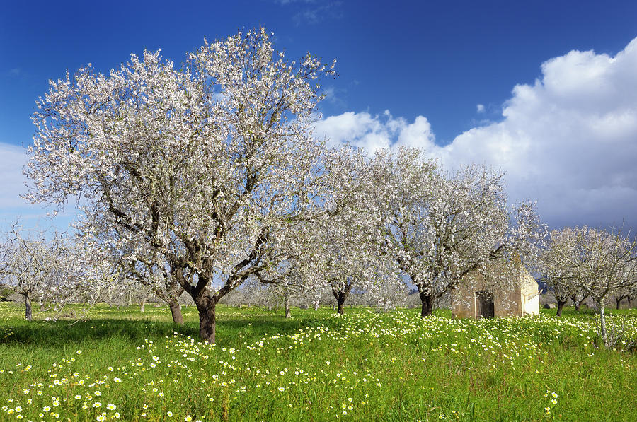 Blossoming Almond Trees, Prunus Triloba Photograph by Cornelia Doerr
