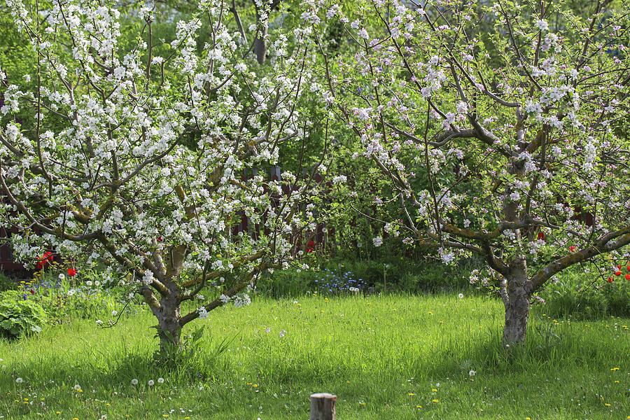 Blossoming Apple Trees In Garden Photograph by Tina Engel | Fine Art ...