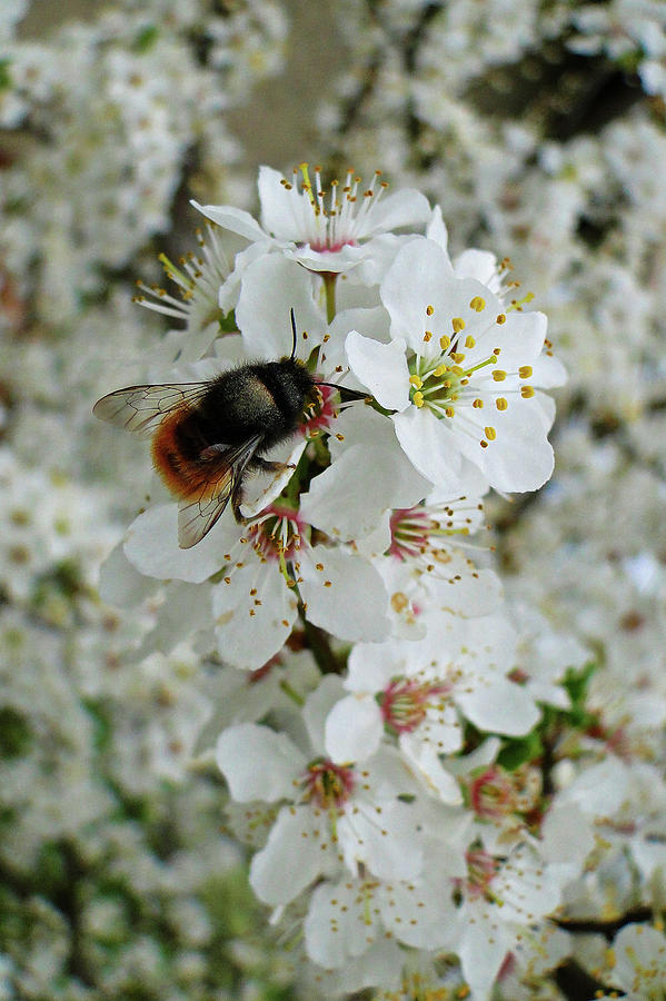 Blossoming Bee by Darren Weeks Blossoming Bee by Darren Weeks