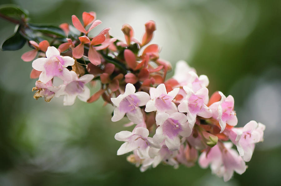 Blossoming Branch Of Abelia Bush Photograph by Maria Mosolova