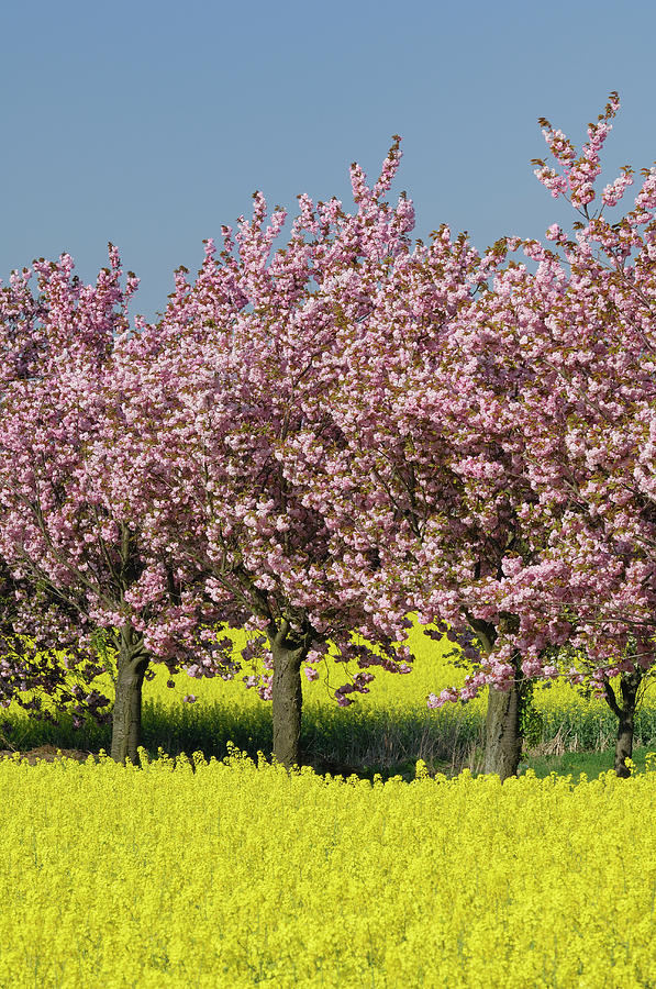 Blossoming Cherry Trees In Rapeseed Photograph by Martin Ruegner