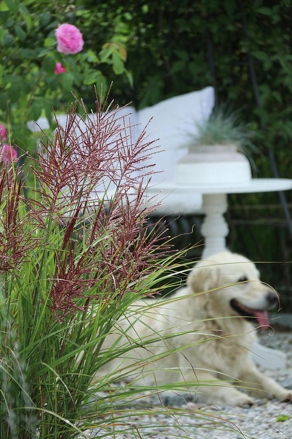 Blossoming Chinese Reed, Rose And Dog On The Terrace Photograph by Hilda Hornbachner