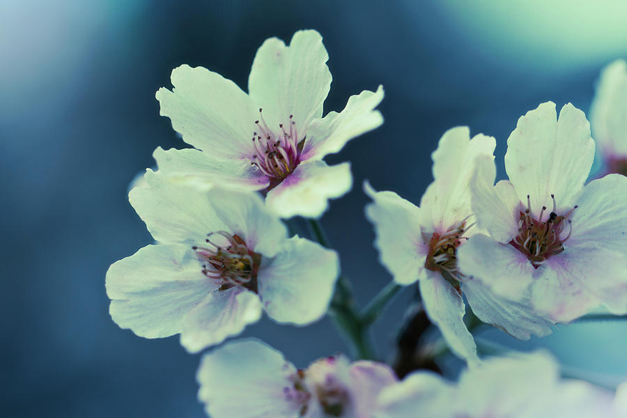 Blossoming - Flower Photography Photograph by Melanie Alexandra Price