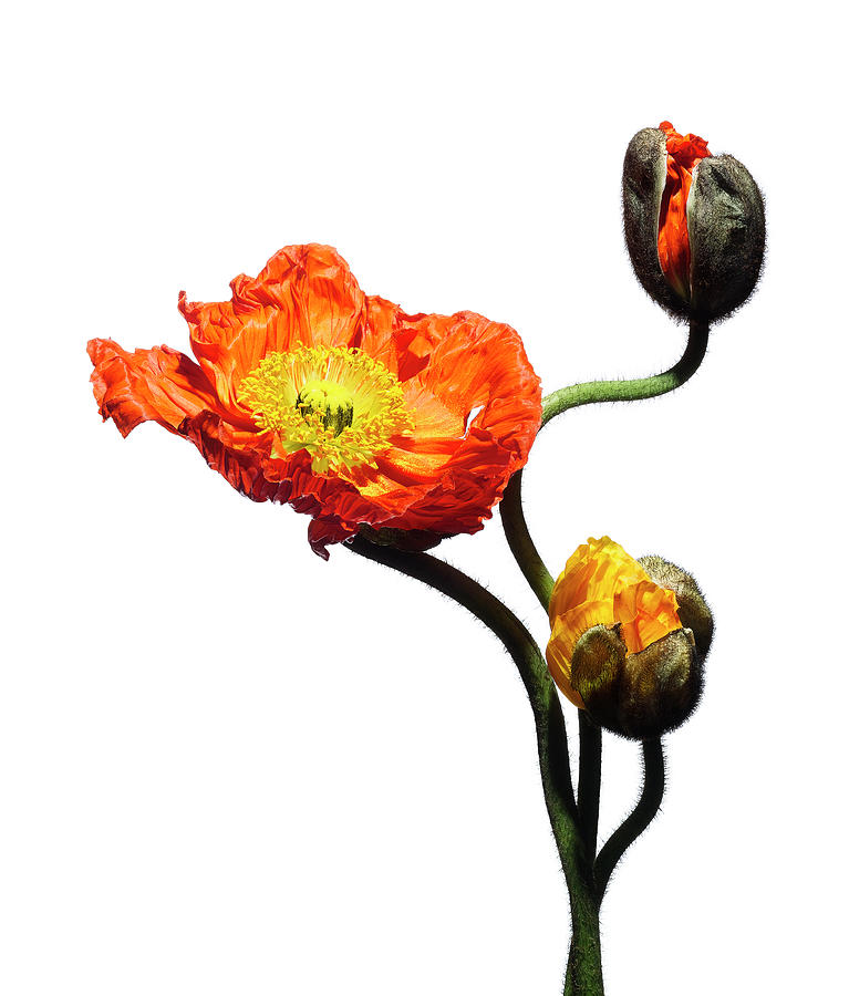 Blossoming Poppy Flowers On White Photograph by Chris Stein Blossoming Poppy Flowers On White Photograph by Chris Stein