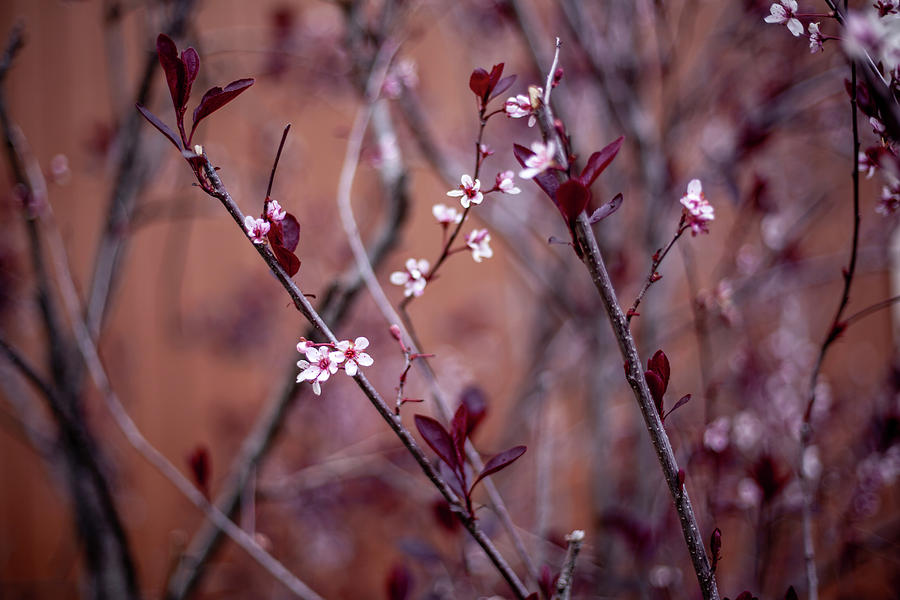 Blossoming Purple Leaf Sand Cherry by Jeanette Fellows Blossoming Purple Leaf Sand Cherry by Jeanette Fellows
