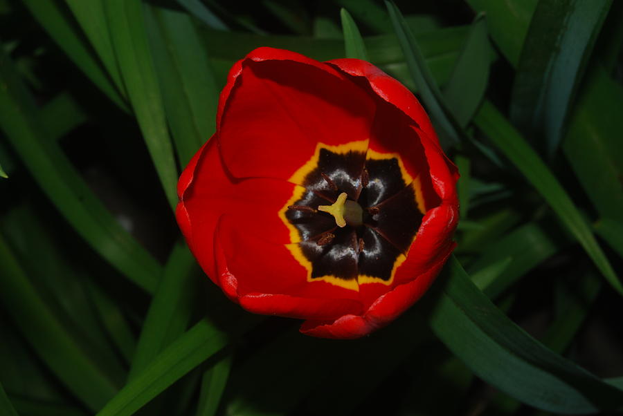Blossoming Red Tulip Photograph by Ee Photography