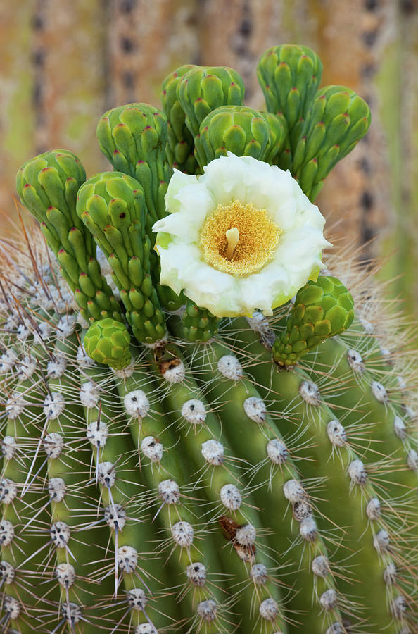 Blossoming Saguaro Catus Photograph by Kencanning