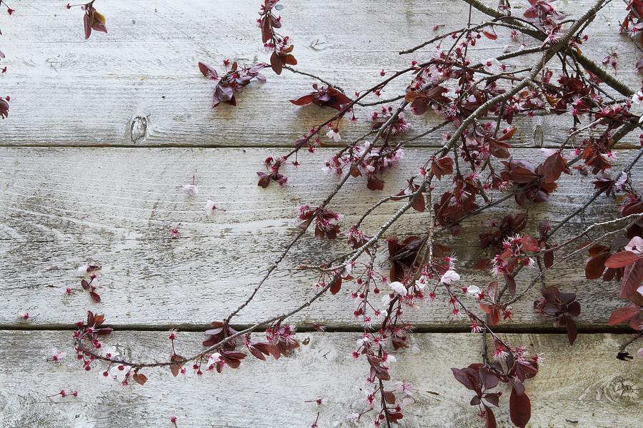 Blossoming Twigs On A Wooden Surface Photograph by Rose Hodges