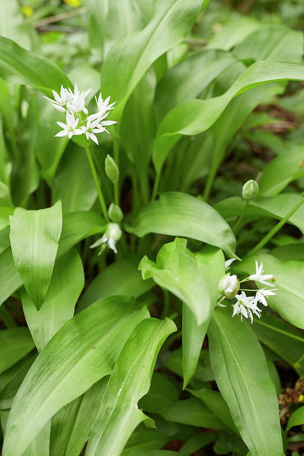 Blossoming Wild Garlic Photograph by Clare Winfield