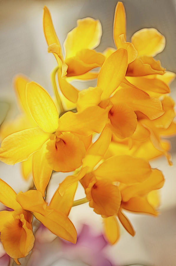 Blossoming Yellow Dendrobium Nobile Photograph by Maria Mosolova
