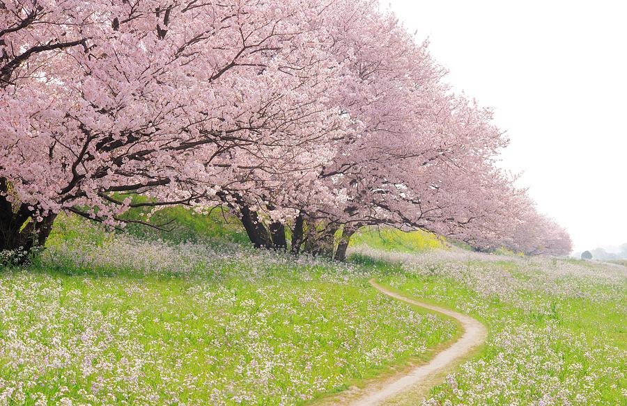 Blossoming Yoshino Cherry Trees In A Photograph by Photolife/amanaimagesrf