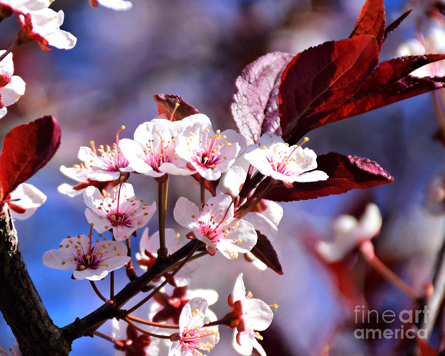 Blossoms And Blue Skies Photograph by Kathy M Krause